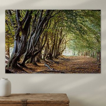 Old gnarled hornbeam avenue