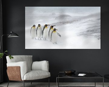 Fünf Königspinguine im Schnee von Jos van Bommel