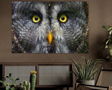 Big Grey Owl Close-up by Tejo Coen