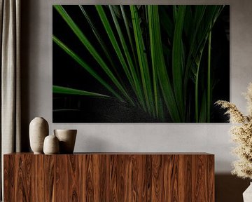 Kentia (Howea) Palm close-up abstract