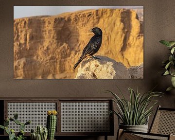 Zwarte vogel bij Massada, Israël