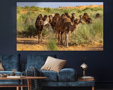 Kamelen trekken door Sahara, Tunesië van Jessica Lokker