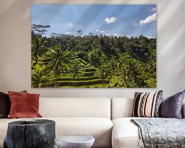 Paysage de jeunes rizières arrosées avec quelques cocotiers et une petite hutte sur l'île de Bali