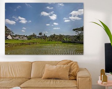 Mooi landschap met rijstterrassen en kokospalmen dichtbij Tegallalang-dorp, Ubud, Bali, Indonesië. van Tjeerd Kruse