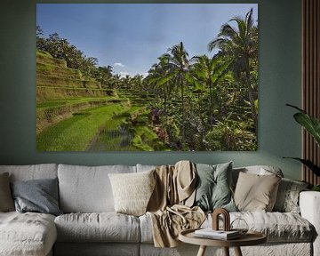 Landschap van jonge bewaterde rijstvelden met wat kokospalm en een kleine hut op het eiland Bali