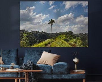 Mooi landschap met rijstterrassen en kokospalmen dichtbij Tegallalang-dorp, Ubud, Bali, Indonesië.