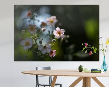 Fleurs en lumière transmise sur Steffi Hommel