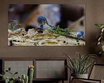 Macro-campagne de champignons