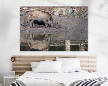 Het wild Zwijn. 1 van de big 5 van Nederland