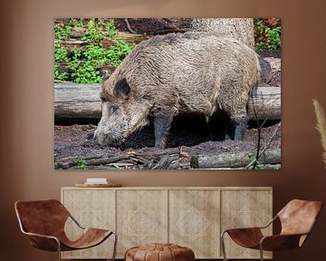 Das Wildschwein. 1 des Ferkels 5 der Niederlande von Merijn Loch