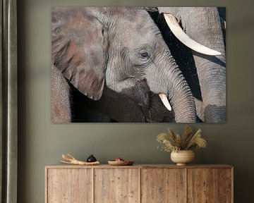 Portrait d'éléphant sur Jos van Bommel