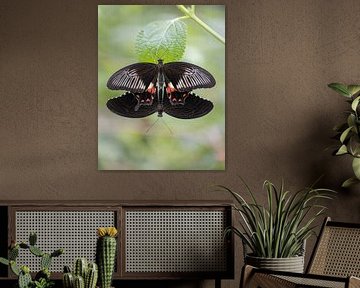 Butterfly Duo by Esther Bakker-van Aalderen
