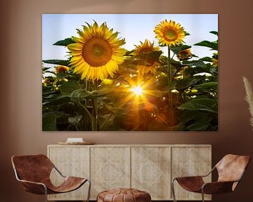 Zon en zonnebloemen van Daniela Beyer