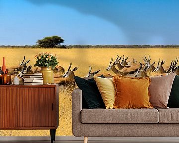 Kudde springbokken in savannegras