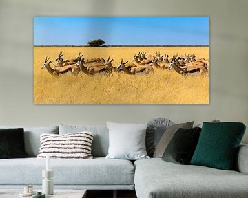 Herd of springboks in savannah grass by Denis Feiner