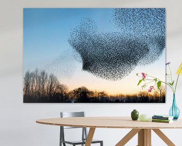 Swarm of starlings (Sturnus vulgaris) by Albert Beukhof