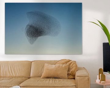Swarm of starlings (Sturnus vulgaris) by Albert Beukhof