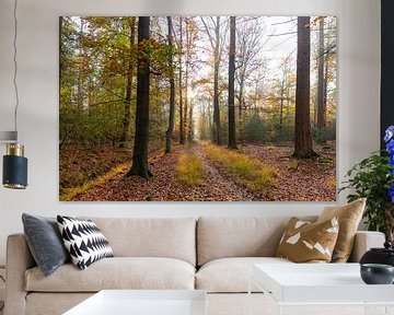 Herfstkleuren in het bos van Connie Sinteur