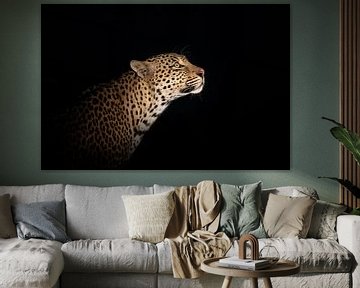 Luipaard portret bij nacht