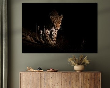 Luipaard doemt op uit het donker van Jos van Bommel