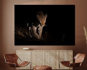 Un léopard émerge de l'obscurité sur Jos van Bommel