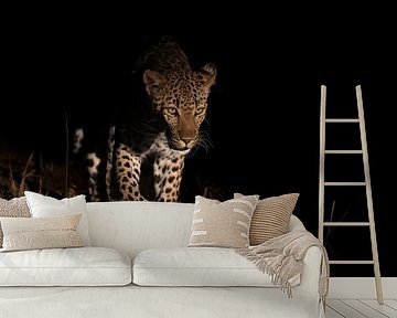 Leopard emerges from the dark by Jos van Bommel