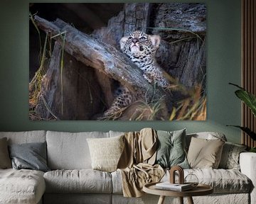 Un petit léopard regarde en l'air sur Jos van Bommel