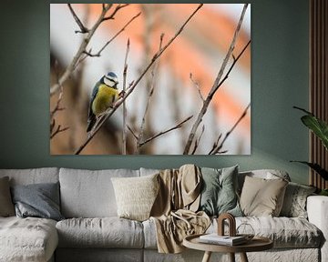 Blue tit on the lookout by Daniel Van der Brug