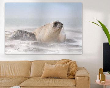 Elephant seals pup asks for milk by Jos van Bommel