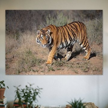 Jonge Tijger aan de wandel