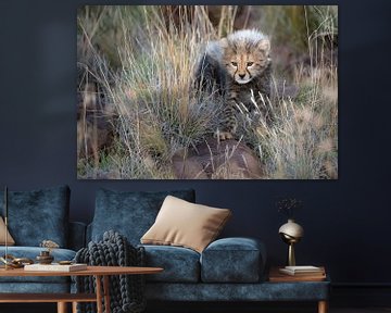 Nieuwsgierig cheetah welpje van Jos van Bommel