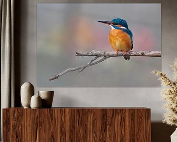 Kingfisher in beautiful pastel colours by Kingfisher.photo - Corné van Oosterhout