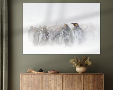 King penguins in a blizzard by Jos van Bommel