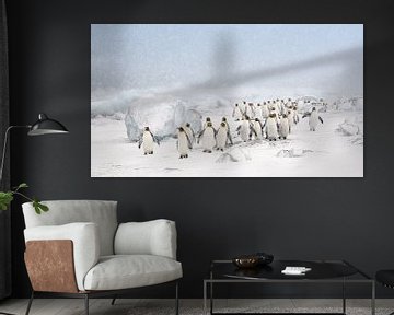 Pingouins royaux dans la neige sur Jos van Bommel