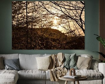 Sun shines through a deciduous tree by Philipp Klassen