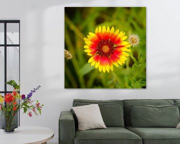 Gaillardia von Johan Vanbockryck