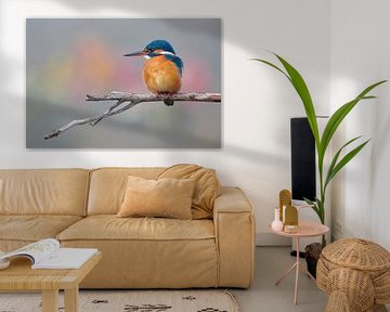 IJsvogel in mooie pastelkleuren van IJsvogels.nl - Corné van Oosterhout