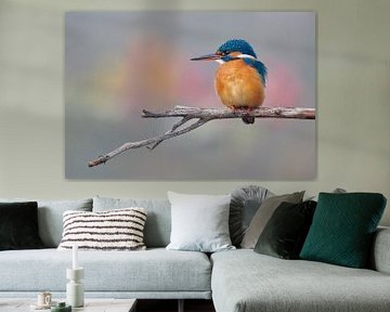 IJsvogel in mooie pastelkleuren van IJsvogels.nl - Corné van Oosterhout