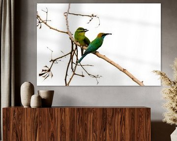 Green bee-eater by Karsten van Dam