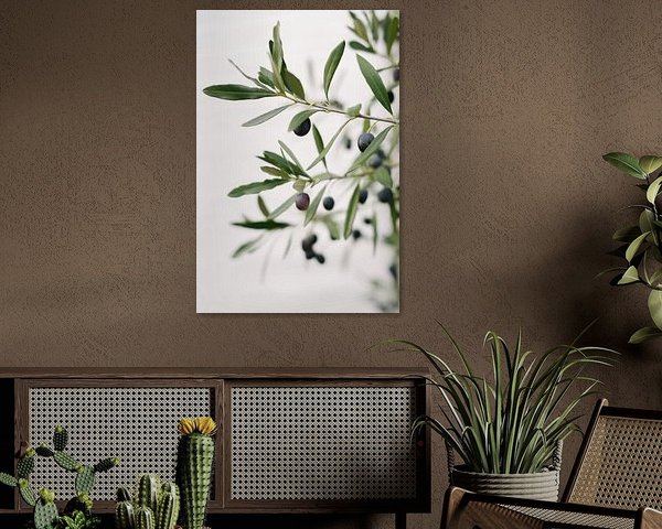 Olivenbaum | Olivenzweige | Botanisches Foto