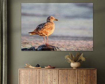 Mouette sur la plage sur Dirk Rüter