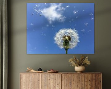 Dandelion fluff blowing away by Jolanda Berbee