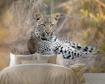 An attentive young leopard by Jos van Bommel