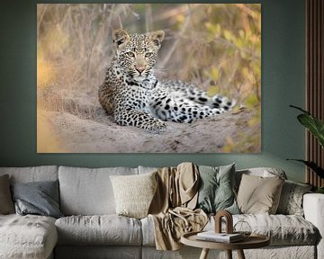 Ein aufmerksamer junger Leopard