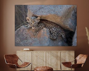 Léopard cub rampe hors du nid sur Jos van Bommel