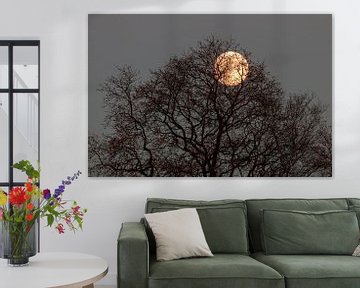 La lune à travers l'arbre. sur Anjo ten Kate