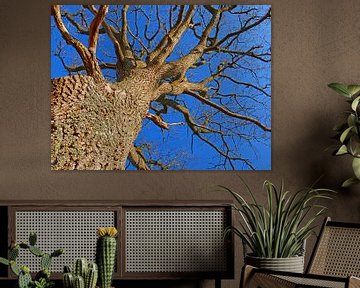 Sky High (Tree against blue sky) by Caroline Lichthart