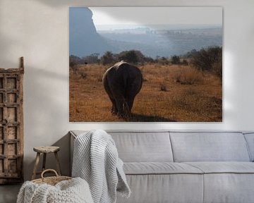 Rhino South Africa by Moniek Salomons
