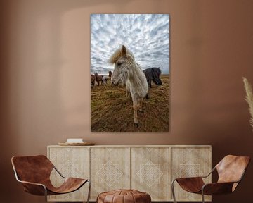 IJslandse paarden van Tilly Meijer