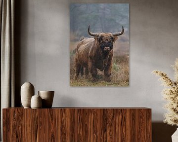 Scottish Highlander Bull